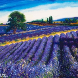 090410 lavender in Provence 普罗旺斯香薰草系列