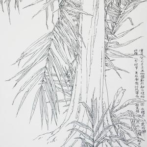 李汉平-线描写生花卉-1