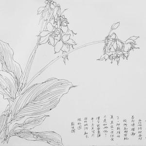 李汉平-写生花卉-13