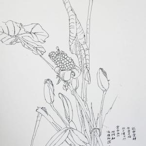 李汉平-写生花卉-32