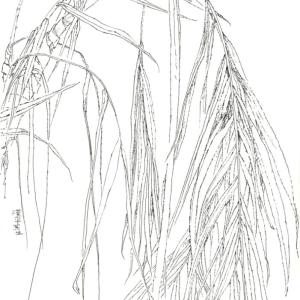 李汉平-写生花卉-41袖珍椰子（硬笔）