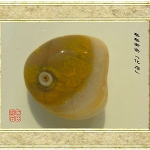 年年有鱼（化石）