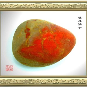 牡丹仙子