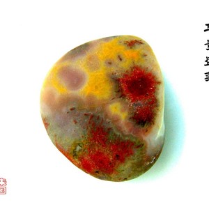 华贵盛菊