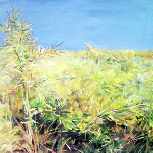 油菜地