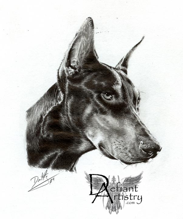 Doberman Portrait in Graphite