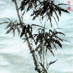 雪竹