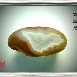 霸 王 龙（蜥蜴王）
