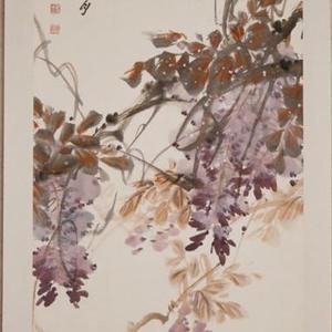 紫藤
