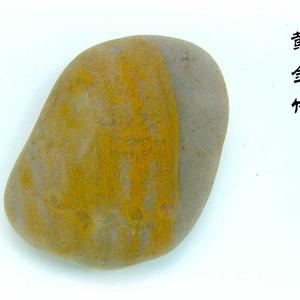金镶玉竹-黄金竹