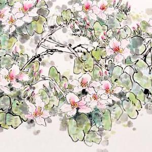 紫荆花