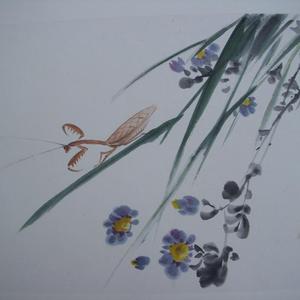 野菊花
