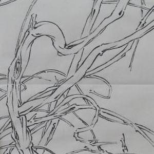 线描写生系列2