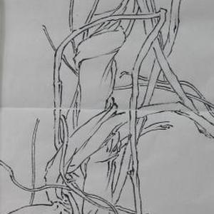 线描写生系列4