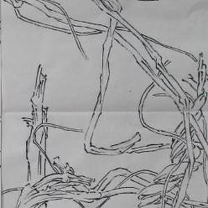线描写生系列5