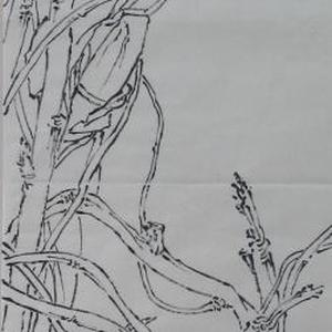 线描写生系列6