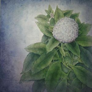 绣球花