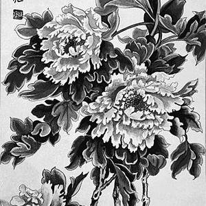 白牡丹
