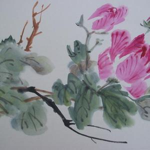 芙蓉