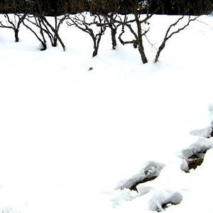 踏雪