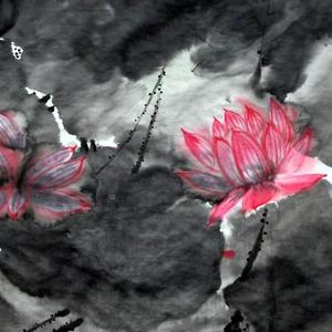 荷花系列01