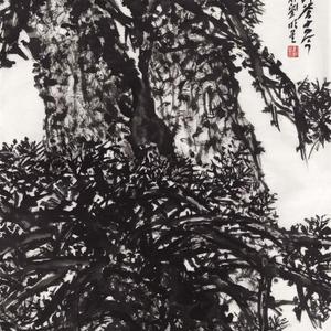 刘明星画松