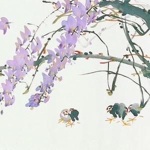 紫藤花开