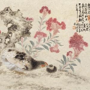 鸡冠花