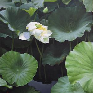 《仲夏雨荷系列之07》布面油画  140cmX120cm  2011年