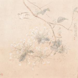 版纳系列-腺茉莉