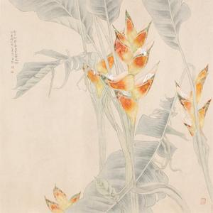 版纳系列-蟹爪蕉