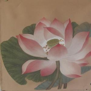 出水芙蓉（临摹）