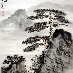 黄山松