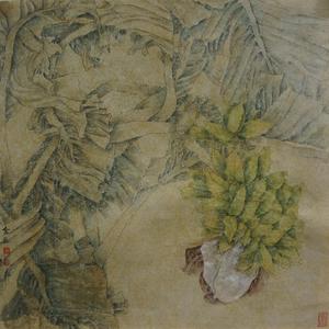 香蕉树