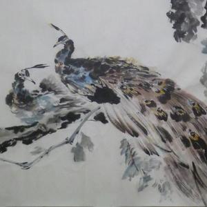 版纳孔雀