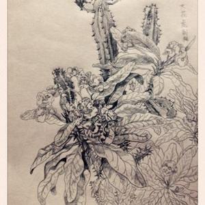 《大花虎刺梅》