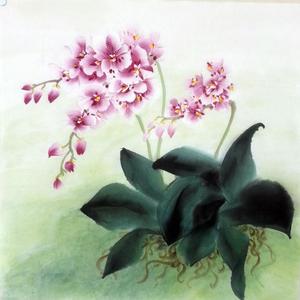 蝴蝶兰