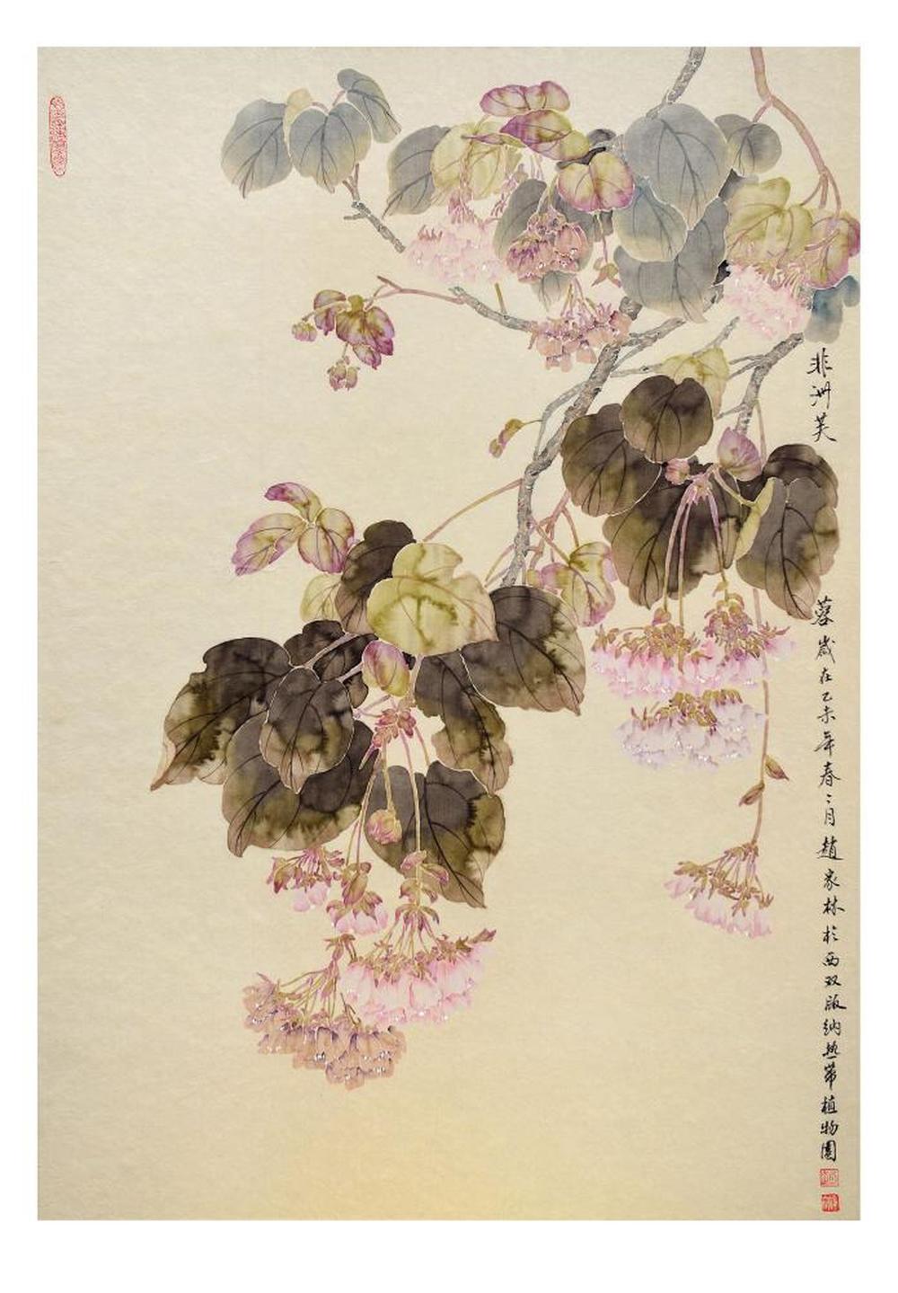 非洲芙蓉写生图片