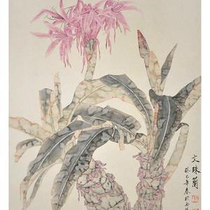 文殊兰