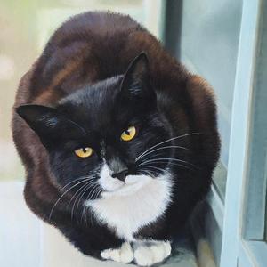 油画猫
