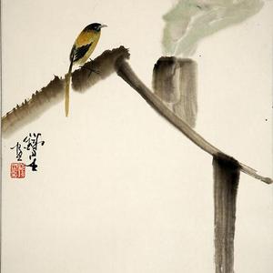 花鸟50号
