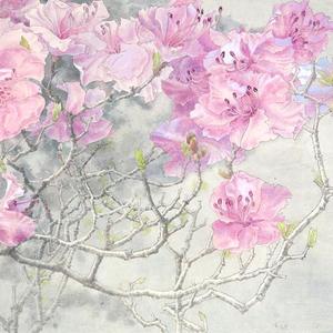 袁琳◎杜鹃素心静
