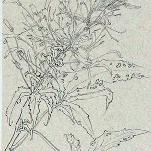 写生系列