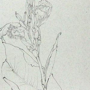 写生系列