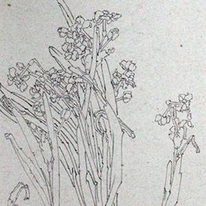 写生系列