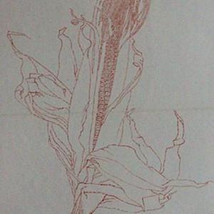 写生系列