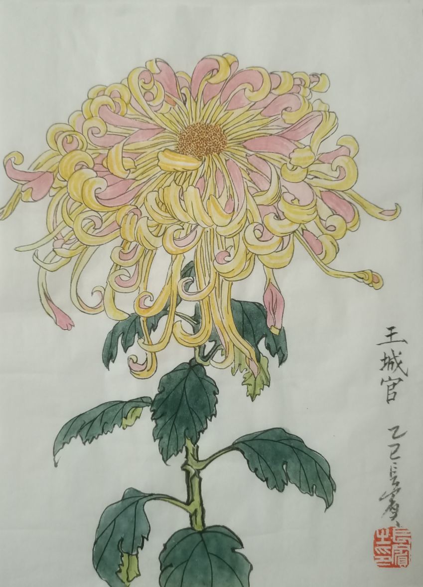 菊花