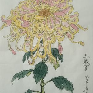 菊花